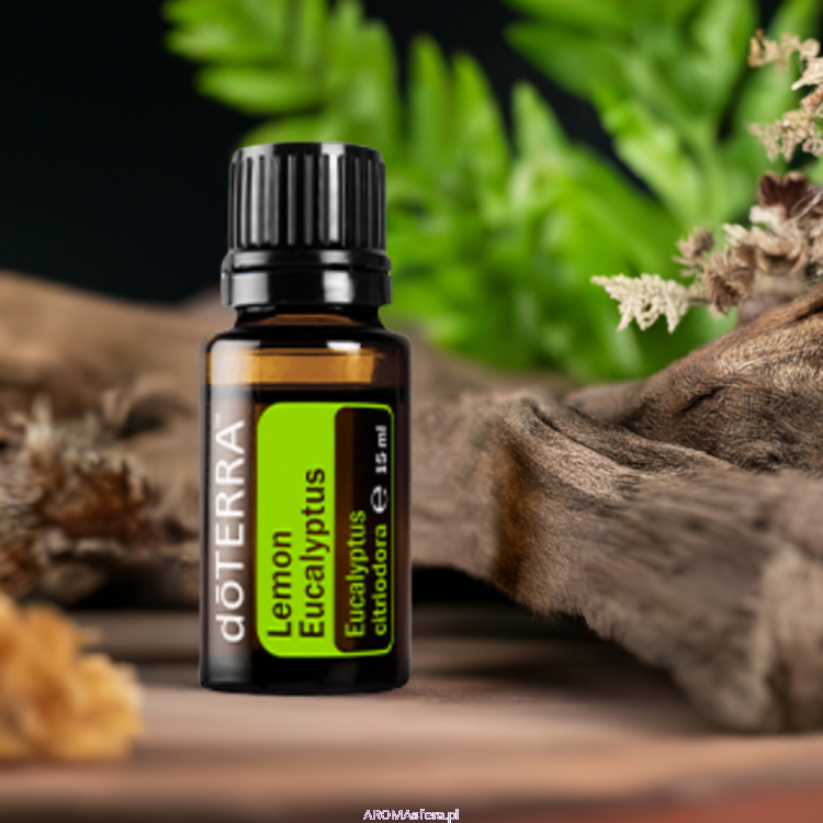eukaliptus cytrynowy