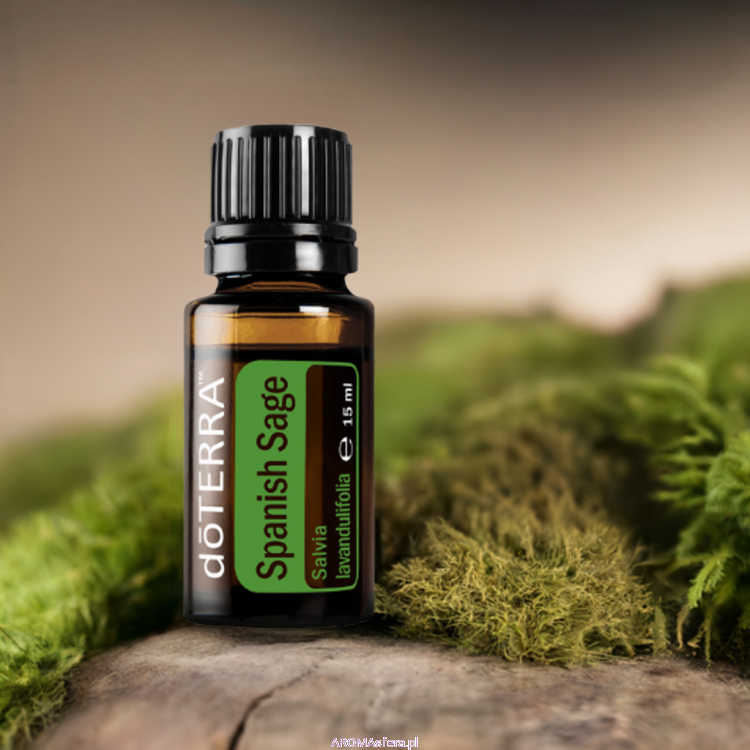 szałwia lawendolistna